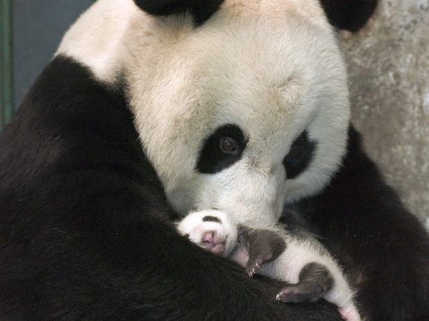 Giant Panda And Cub, China